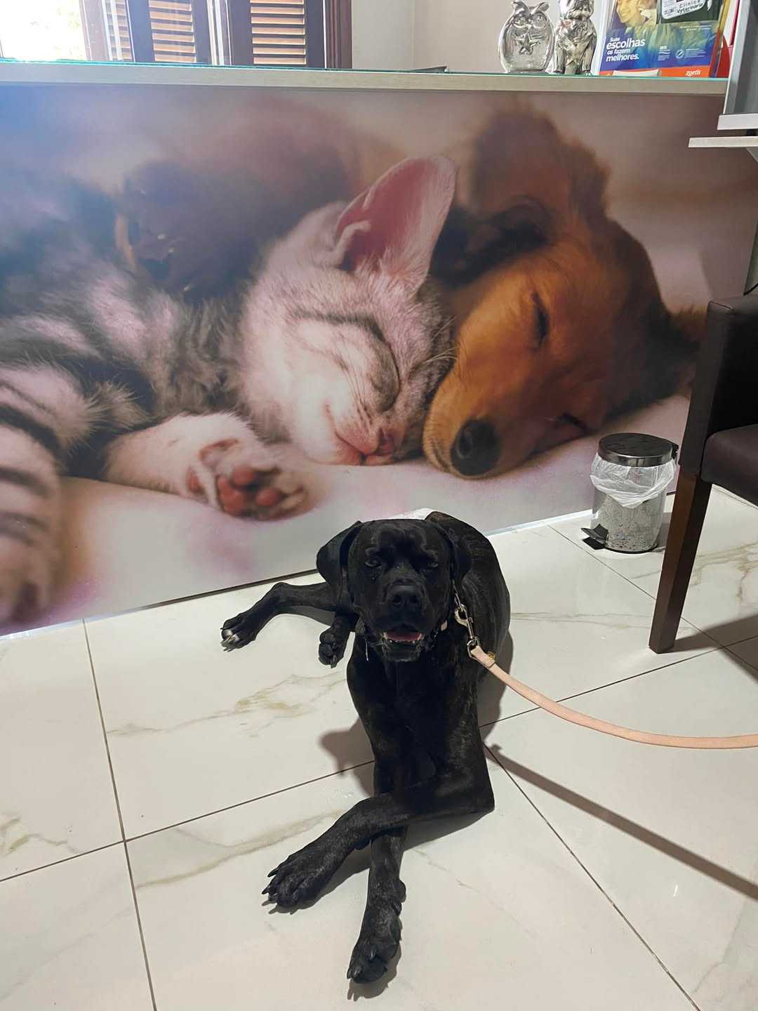 Oncologia Veterinária Landing Hero Top Image