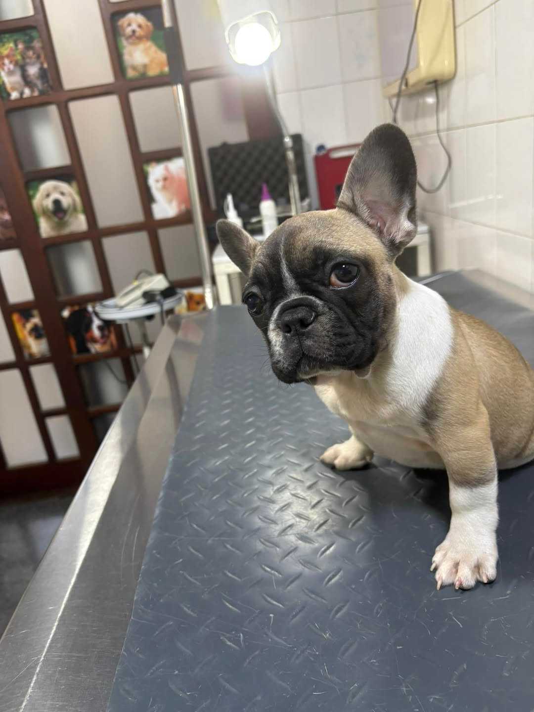 Foto da Galeria