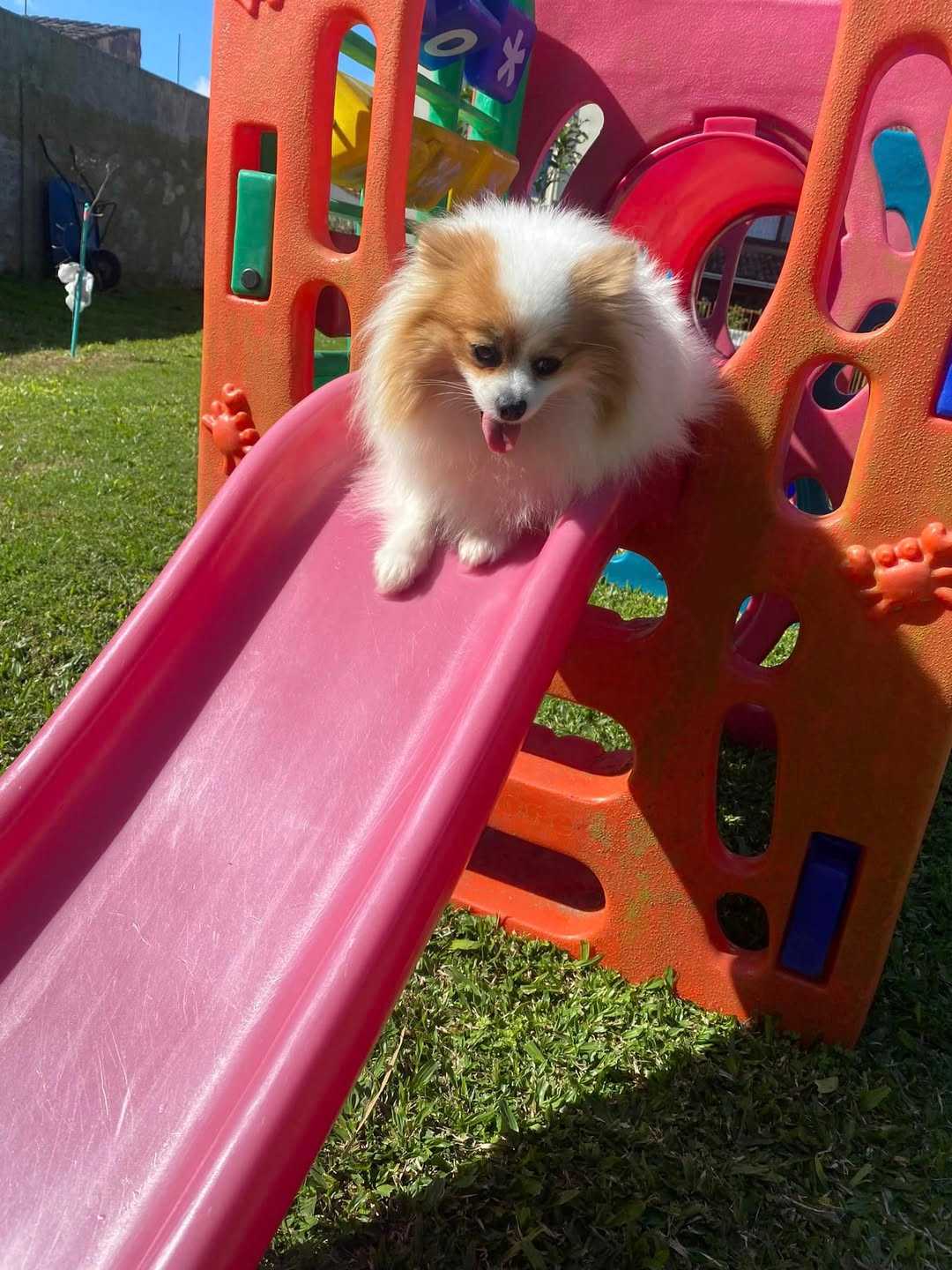 Lulu da Pomerânia